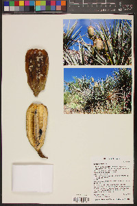 Yucca baccata image