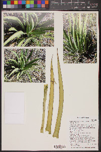 Agave schottii image