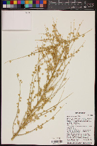 Nolina microcarpa image