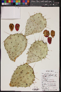 Opuntia phaeacantha image