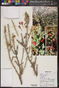 Cylindropuntia leptocaulis image