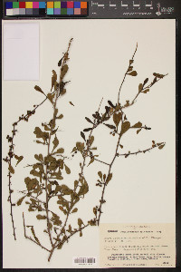 Phaulothamnus spinescens image