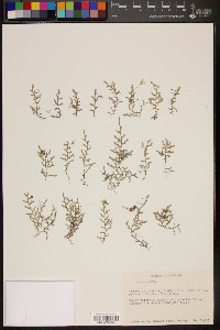 Selaginella arsenei image