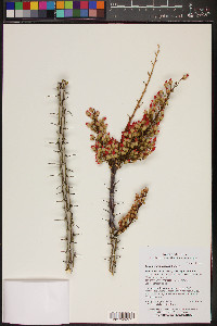 Fouquieria splendens image