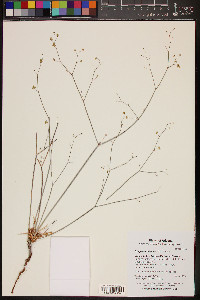 Eriogonum inflatum image