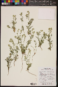 Cryptantha muricata image