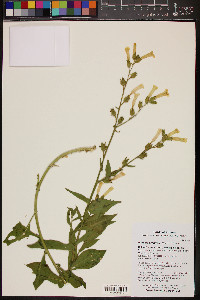 Nicotiana obtusifolia image