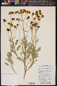 Encelia farinosa image