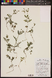 Eucrypta chrysanthemifolia image