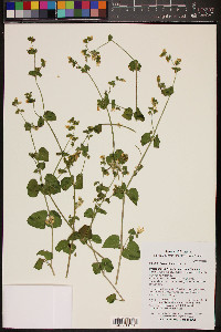 Mirabilis laevis image