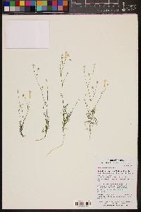 Gilia flavocincta image