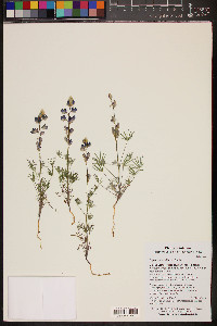 Lupinus sparsiflorus image