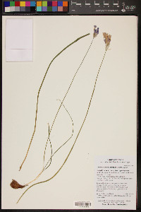 Dichelostemma capitatum image