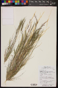 Aristida adscensionis image