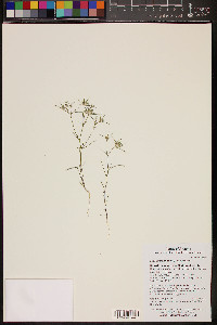 Eriastrum diffusum image