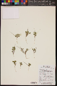 Erodium texanum image