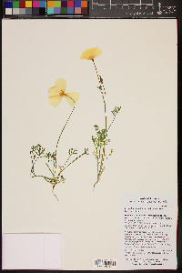 Eschscholzia californica subsp. mexicana image