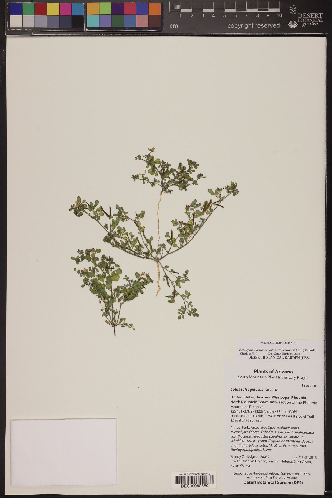 Acmispon maritimus var. brevivexillus image