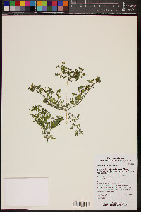 Acmispon maritimus var. brevivexillus image