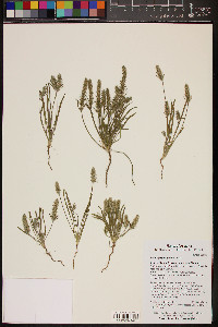 Plantago patagonica image