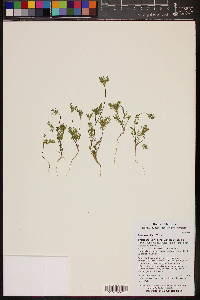 Daucus pusillus image