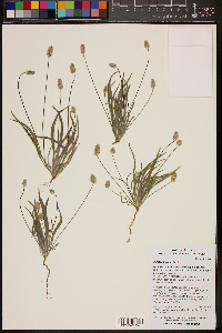 Plantago ovata image