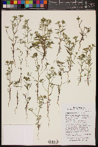 Cryptantha barbigera image