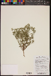 Cryptantha maritima image