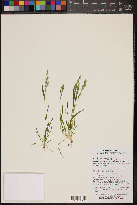 Poa bigelovii image