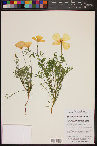 Eschscholzia californica subsp. mexicana image