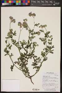 Phacelia distans image