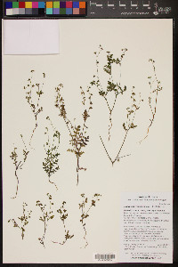 Eucrypta chrysanthemifolia image