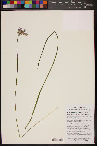 Dichelostemma capitatum image