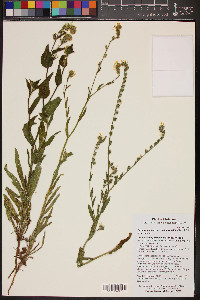 Amsinckia intermedia image