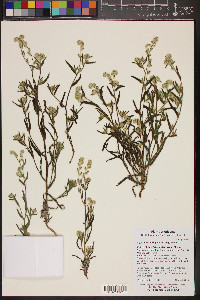 Cryptantha barbigera image