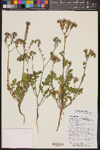 Phacelia crenulata image