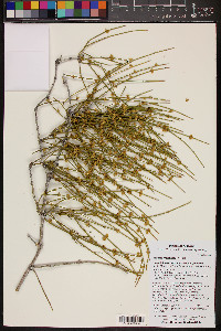 Ephedra fasciculata image