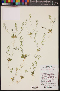 Draba cuneifolia image