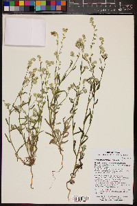 Cryptantha barbigera image