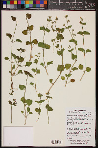 Mirabilis laevis var. villosa image