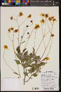 Encelia farinosa image