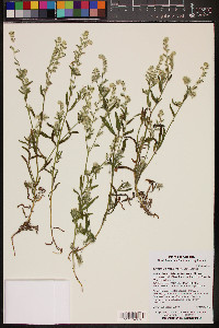 Cryptantha barbigera image