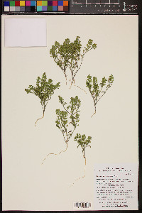 Lepidium lasiocarpum image