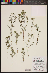 Cryptantha barbigera image