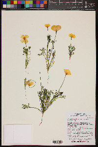 Eschscholzia californica subsp. mexicana image