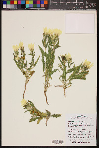 Mentzelia involucrata image