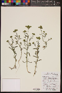 Cryptantha pterocarya image