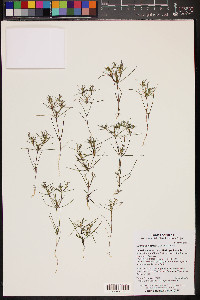 Linanthus bigelovii image