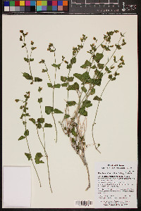 Mirabilis laevis image