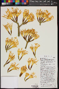 Agave chrysantha image